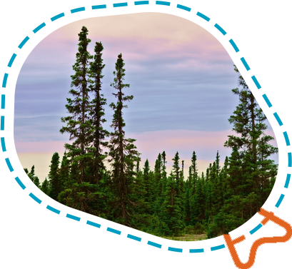 Boreal forest near Happy Valley-Goose Bay, Labrador, in the Becket hub frame